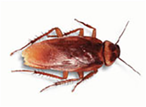 Adulta cucaracha Americana Adulta cucaracha Americana - Control Ardeca