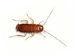 Ninfa cucaracha Americana Ninfa cucaracha Americana - Control Ardeca